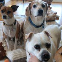 We Love Our Pets
