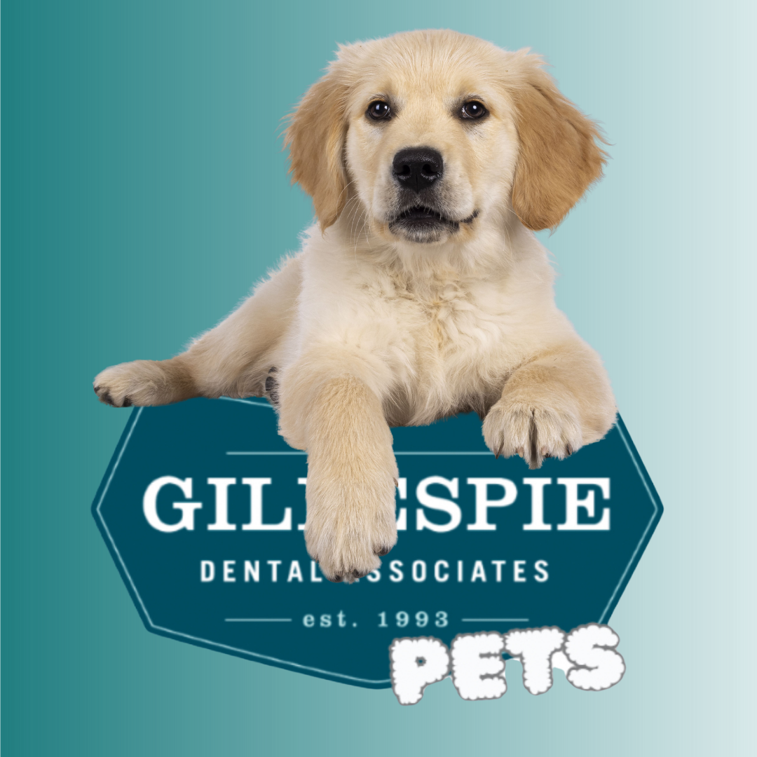 GDA Pets – Meet Jingle